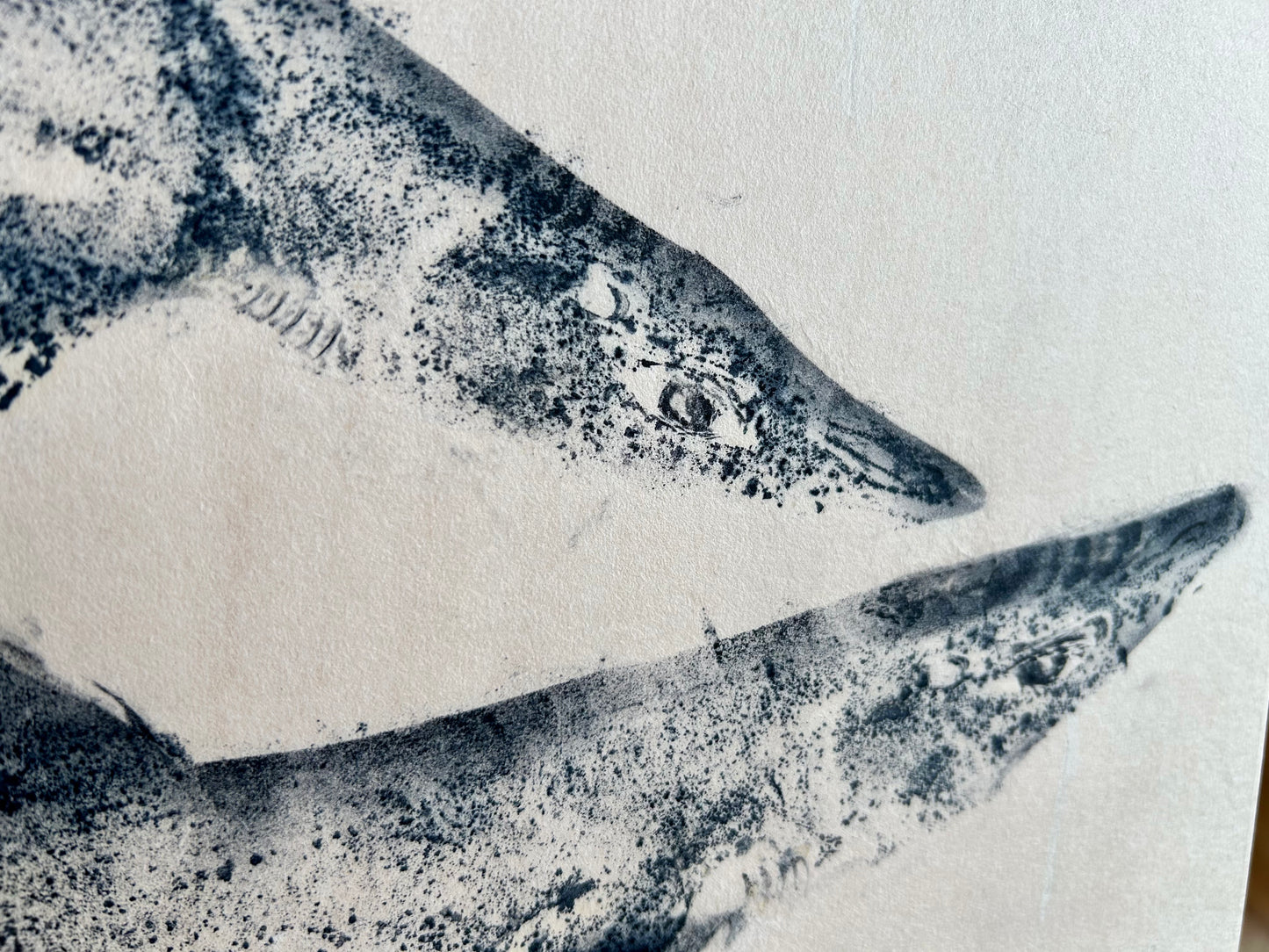 Spiny Dogfish: Original Contemporary Fine Art Gyotaku Print